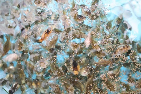 400g 1mm エサ 川魚(yú) どじょう 養(yǎng)殖用 餌 稚魚(yú) 「ゆうメール」全國(guó)送料180円 魚(yú)粉67%上級(jí)グレード タナゴ