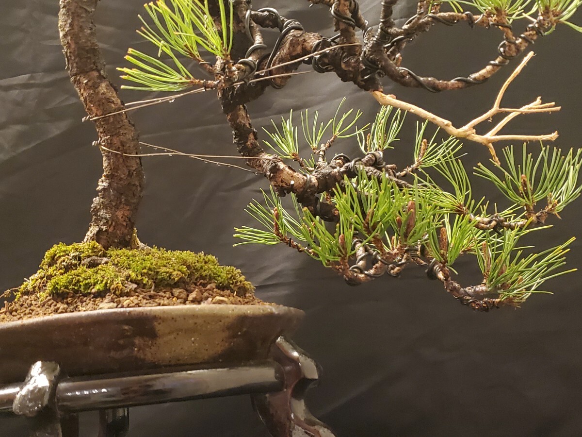 陽緑庵】貴風盆栽 赤松 半懸崖文人 (検索用 黒松 五葉松 真柏