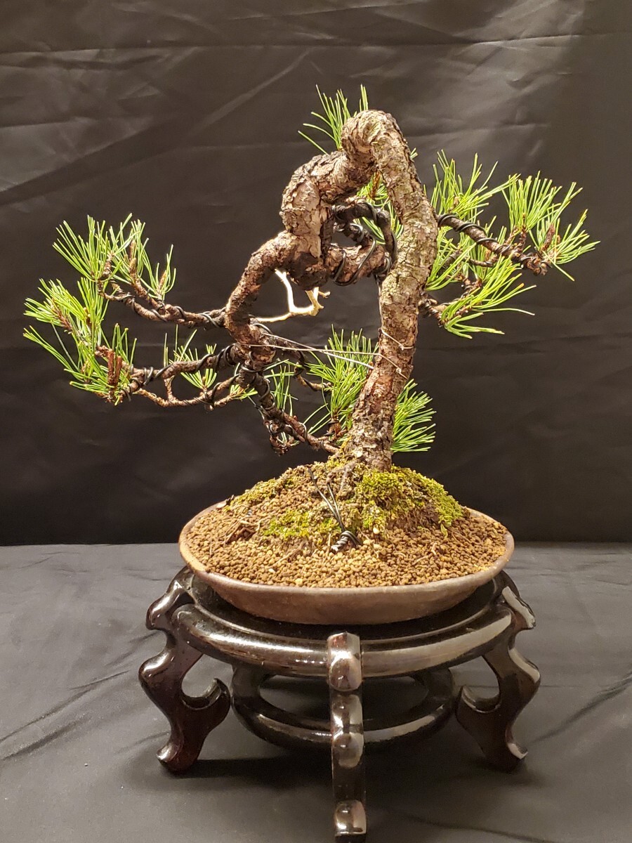 陽緑庵】貴風盆栽 赤松 半懸崖文人 (検索用 黒松 五葉松 真柏