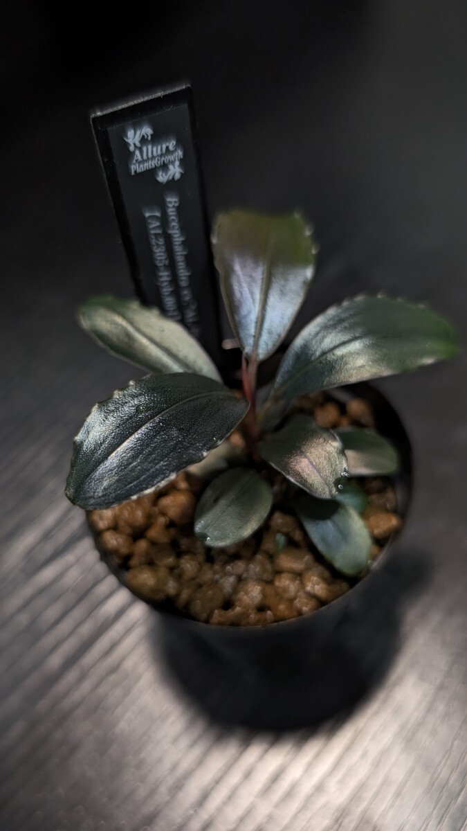 【実生ブセ】Bucephalandra cv.\