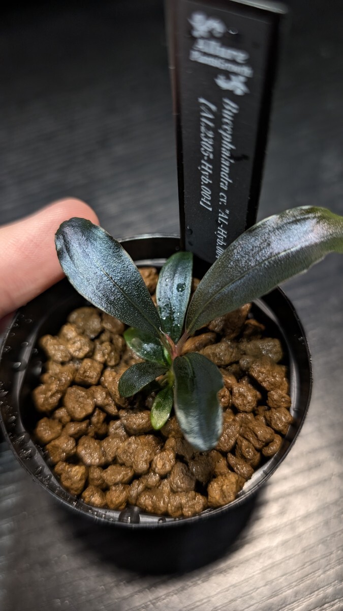 【実生ブセ】Bucephalandra cv.\"AL-hyb.004\" Yahoo!オークション - 【実生ブセ】Bucephalandra cv.AL-Hyb.004