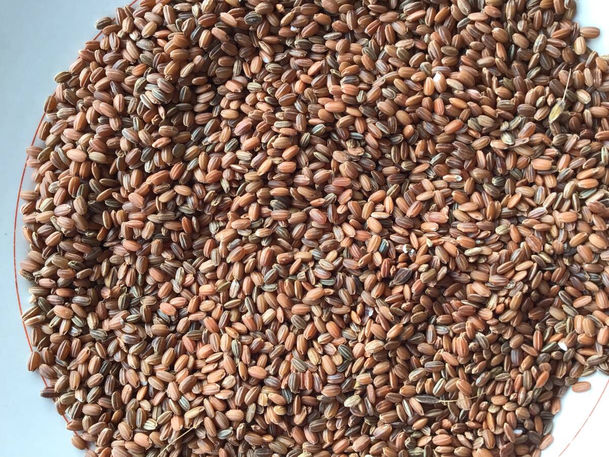 2022年産無農薬天日干し　赤米もち米　古米　25kg