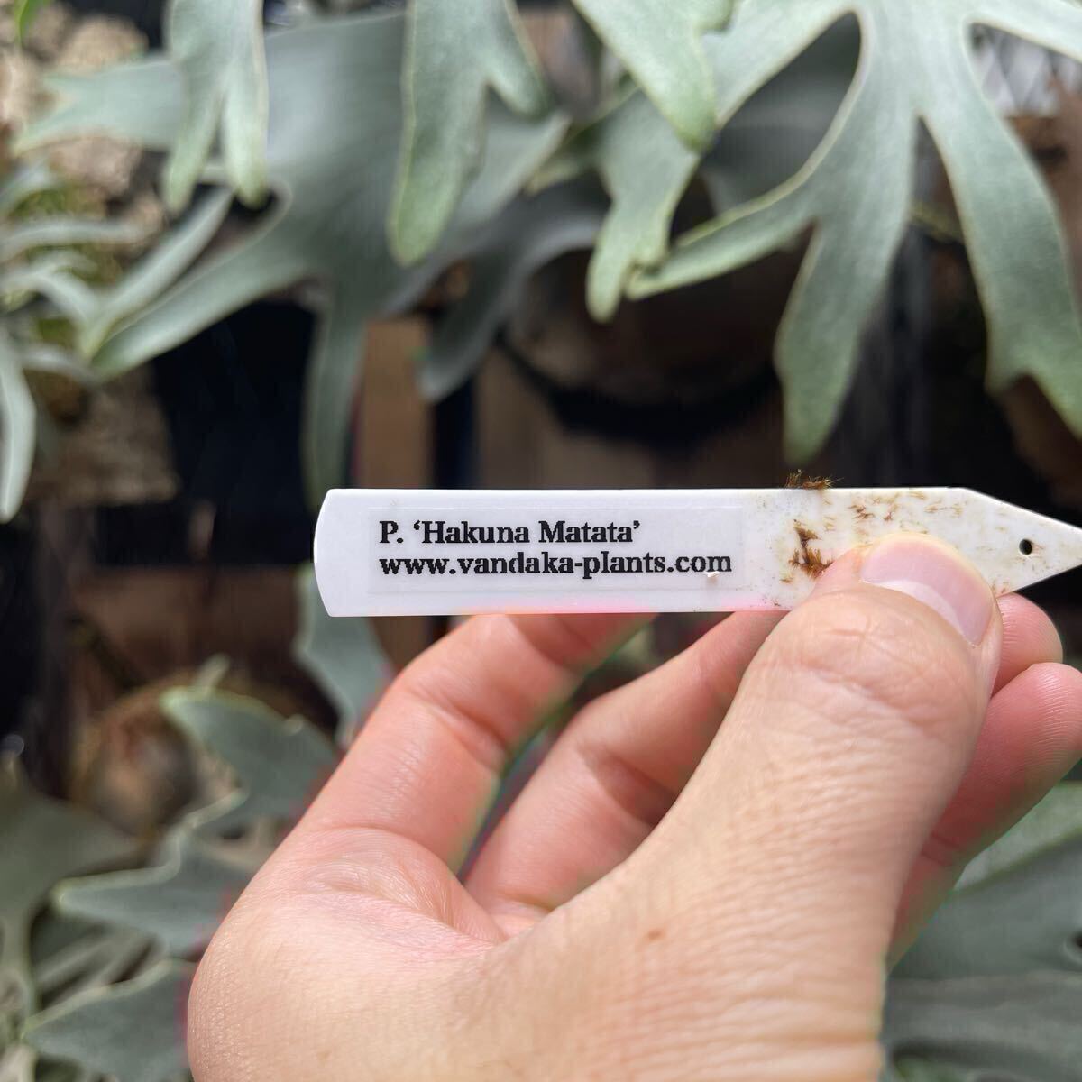 P. Hakuna Matata【kumaplants】PUP ハクナマタタ スノー P. Hakuna Matata【kumaplants】PUP ハクナマタタ スノー