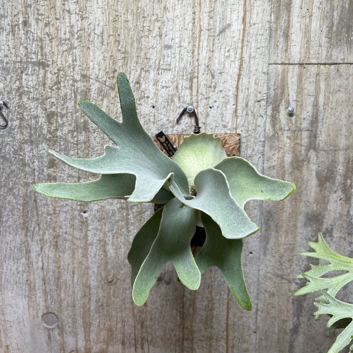 P. Hakuna Matata【kumaplants】PUP ハクナマタタ スノー P. Hakuna Matata【kumaplants】PUP ハクナマタタ スノー