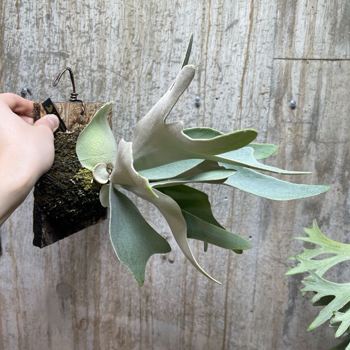 P. Hakuna Matata【kumaplants】PUP ハクナマタタ スノー P. Hakuna Matata【kumaplants】PUP ハクナマタタ スノー