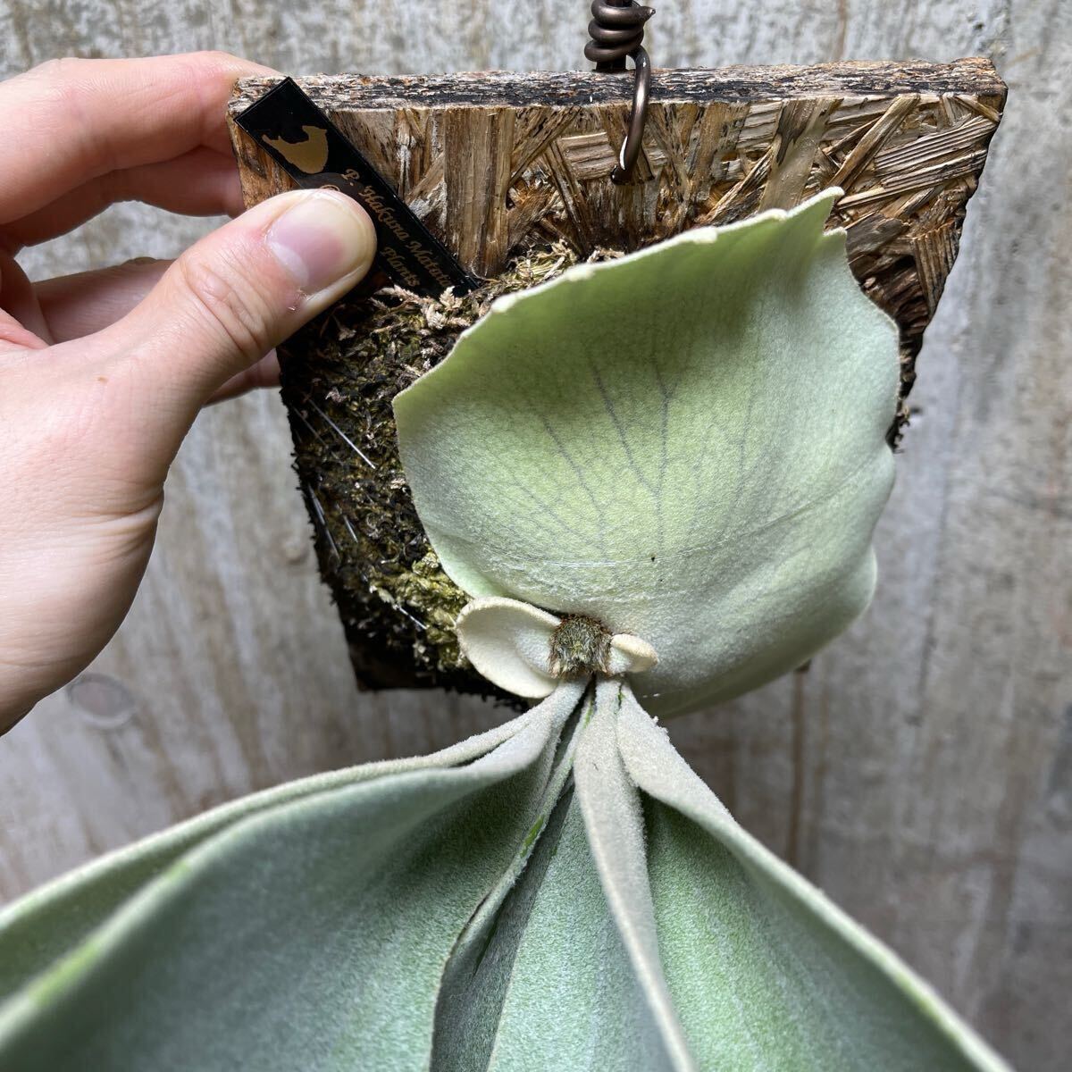 P. Hakuna Matata【kumaplants】PUP ハクナマタタ スノー P. Hakuna Matata【kumaplants】PUP ハクナマタタ スノー