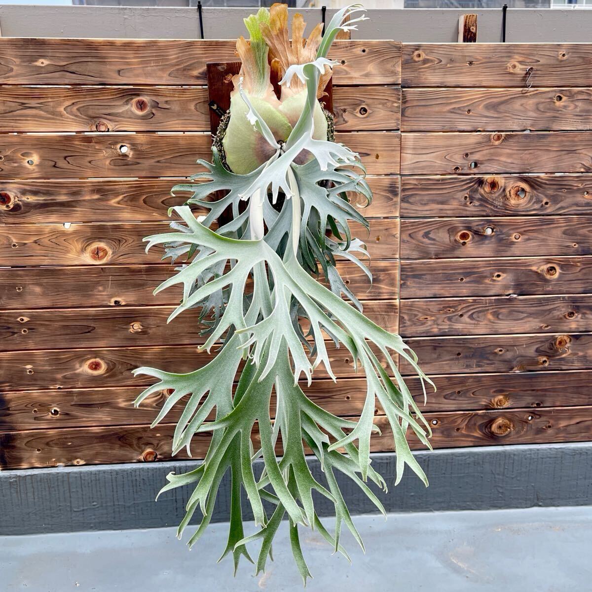 P. willinckii '月光爪哇' 【kumaplants】 PUP OCビカクシダ P. willinckii '月光爪哇' 【kumaplants】 PUP OCビカクシダ