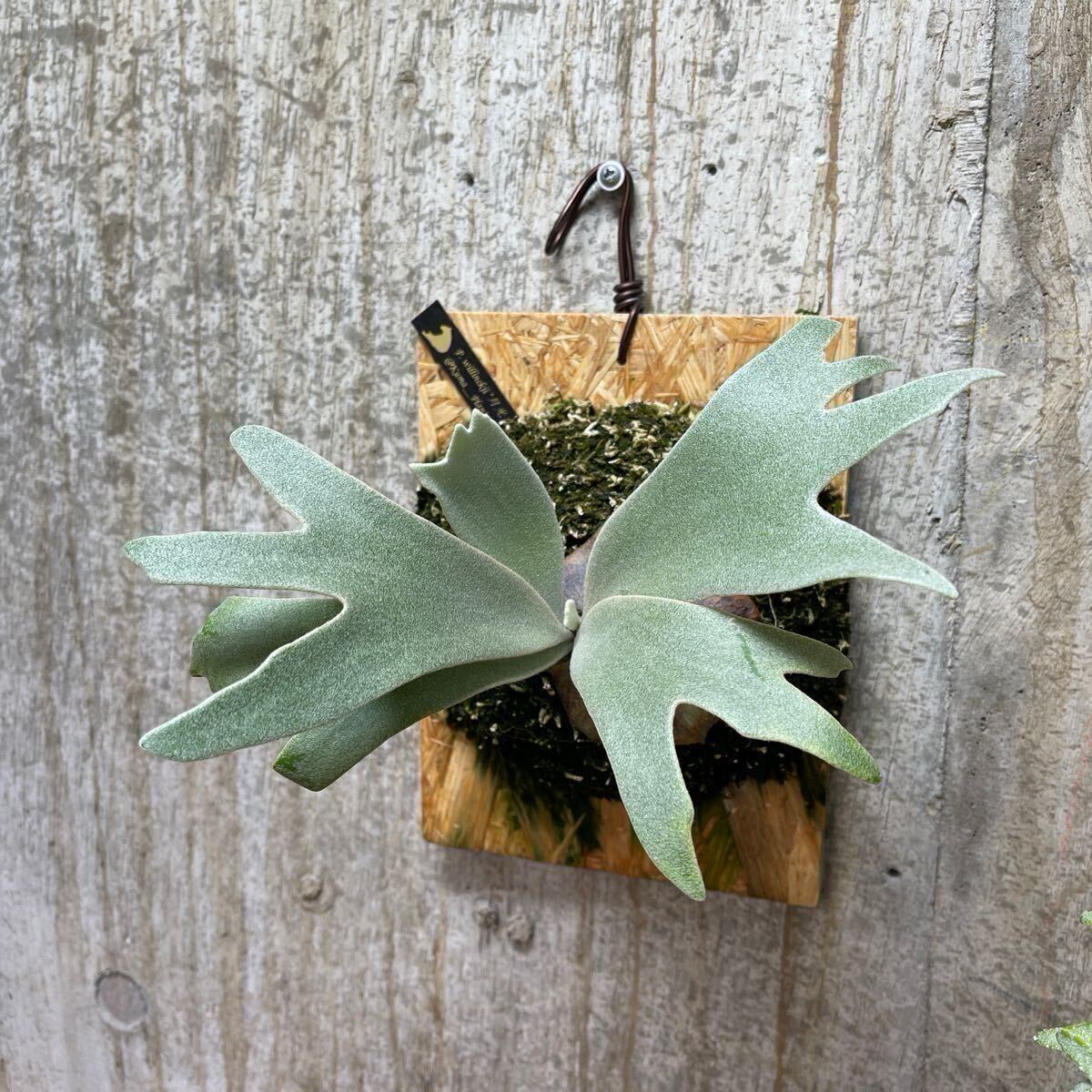 P. willinckii '月光爪哇' 【kumaplants】 PUP OCビカクシダ P. willinckii '月光爪哇' 【kumaplants】 PUP OCビカクシダ