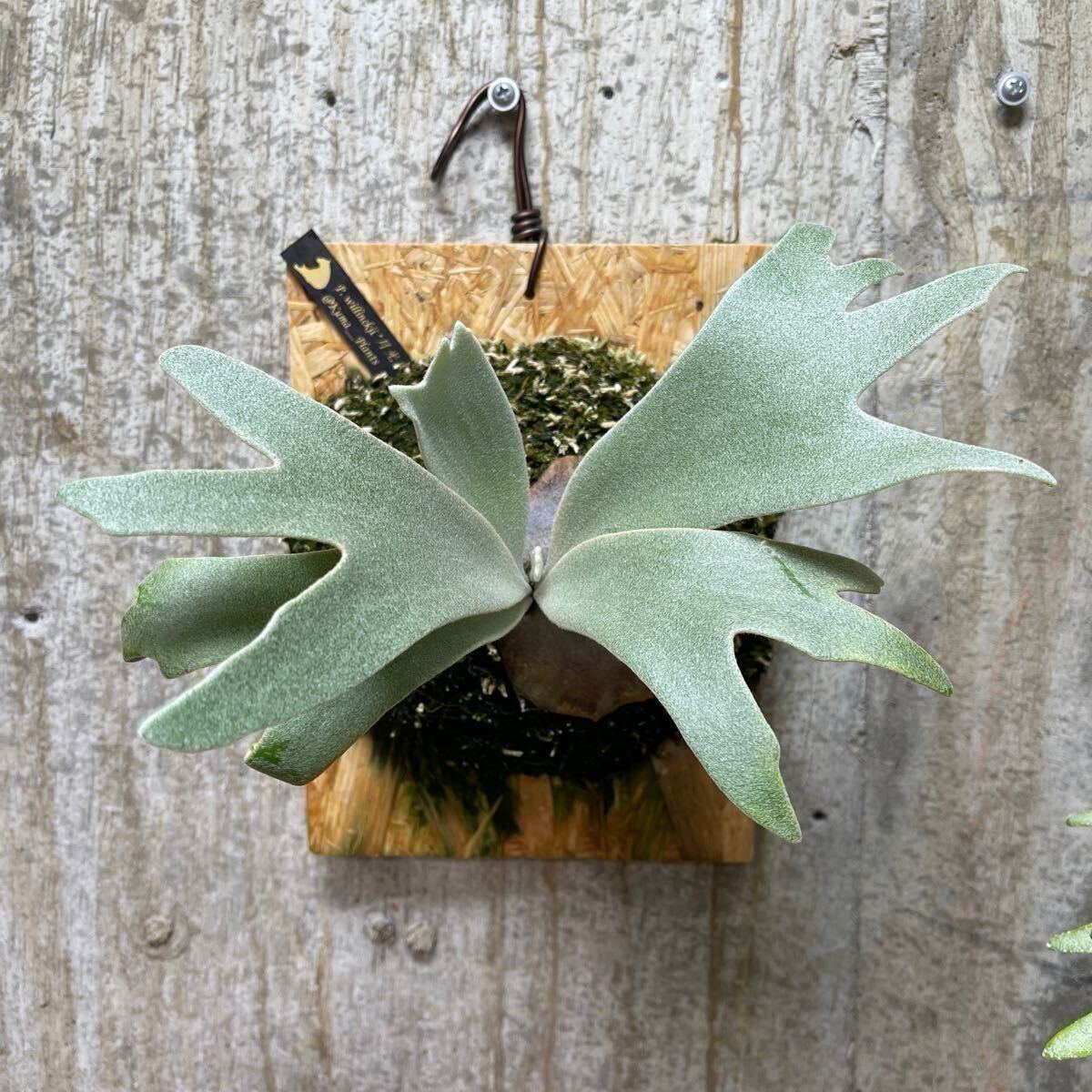 P. willinckii '月光爪哇' 【kumaplants】 PUP OCビカクシダ P. willinckii '月光爪哇' 【kumaplants】 PUP OCビカクシダ