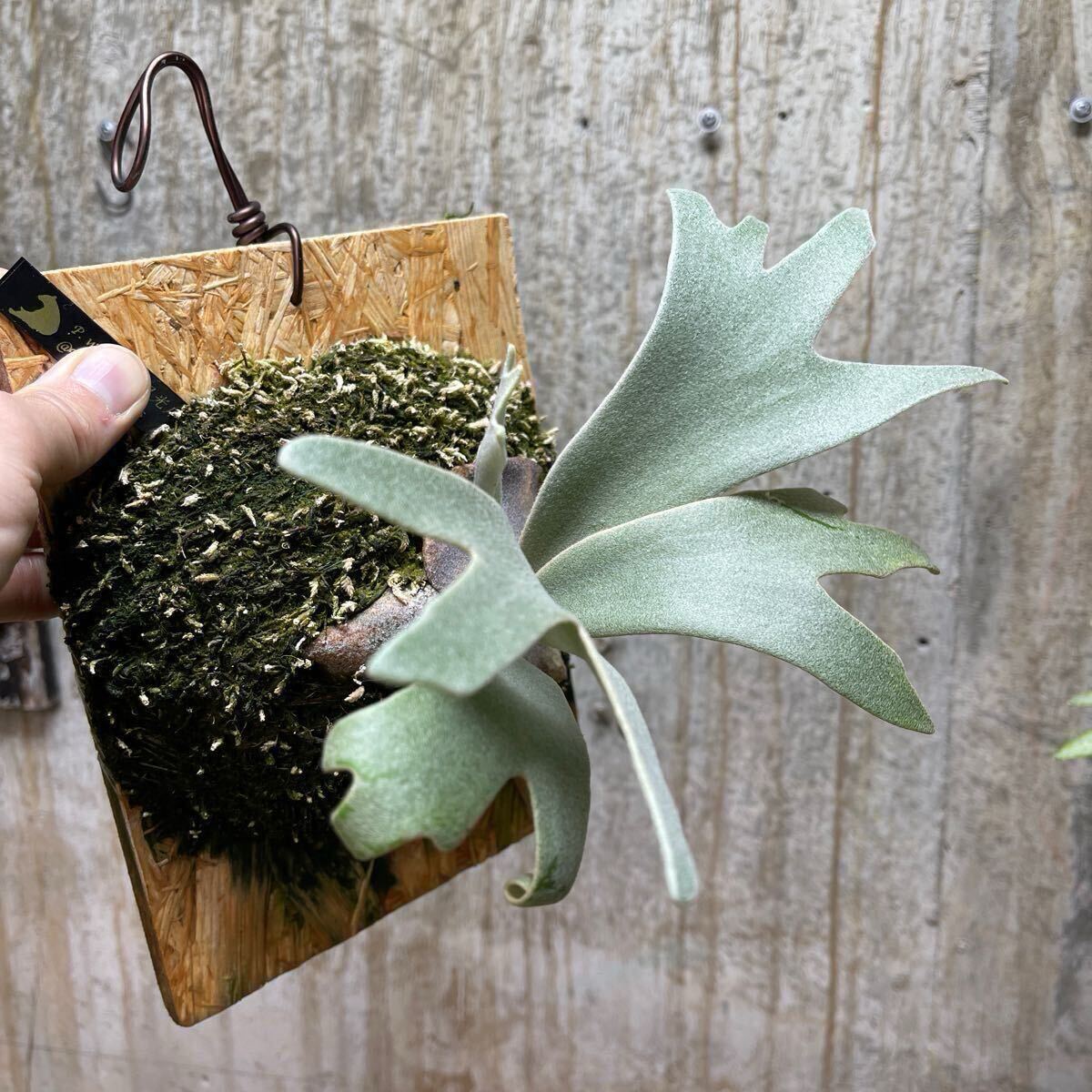 P. willinckii '月光爪哇' 【kumaplants】 PUP OCビカクシダ P. willinckii '月光爪哇' 【kumaplants】 PUP OCビカクシダ