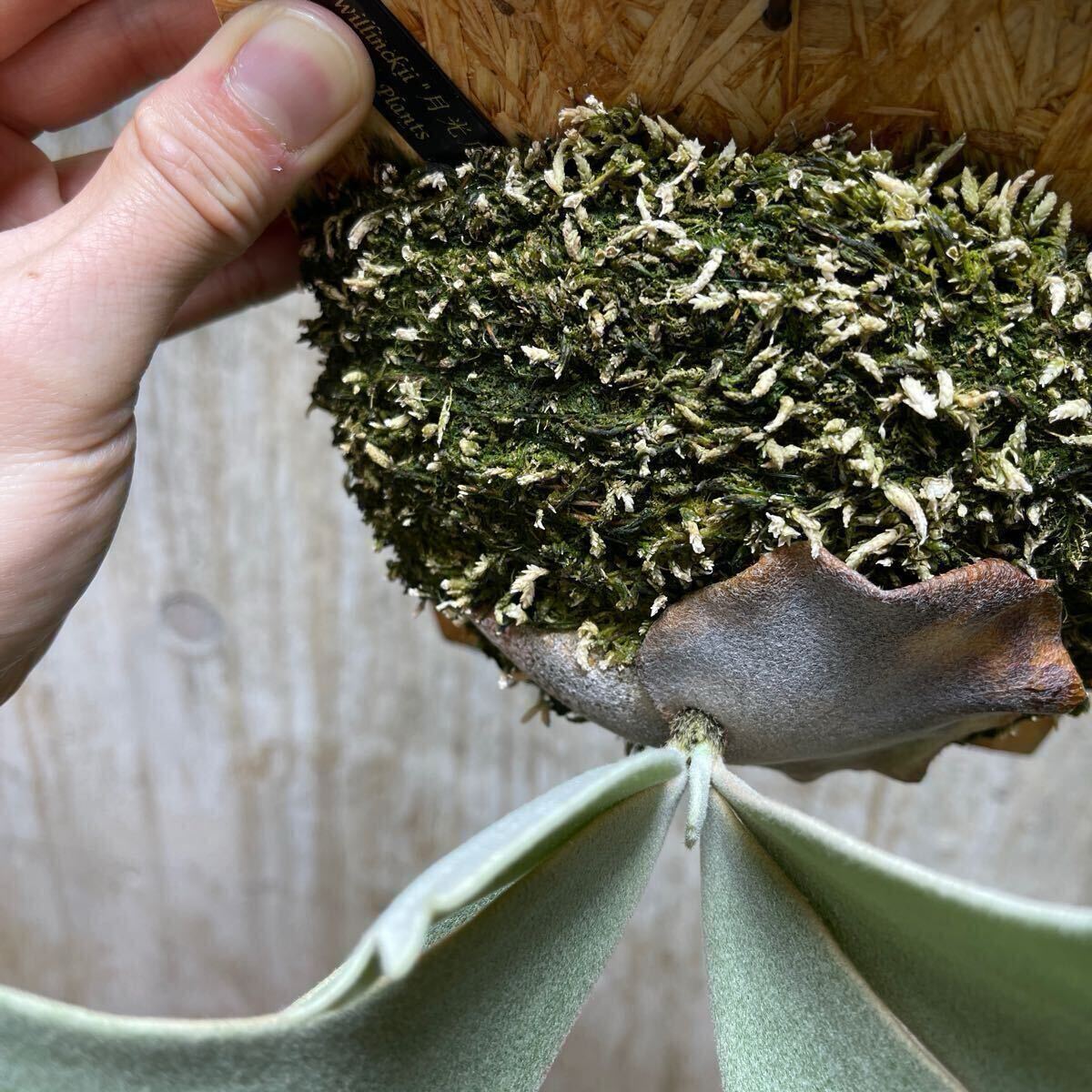 P. willinckii '月光爪哇' 【kumaplants】 PUP OCビカクシダ P. willinckii '月光爪哇' 【kumaplants】 PUP OCビカクシダ