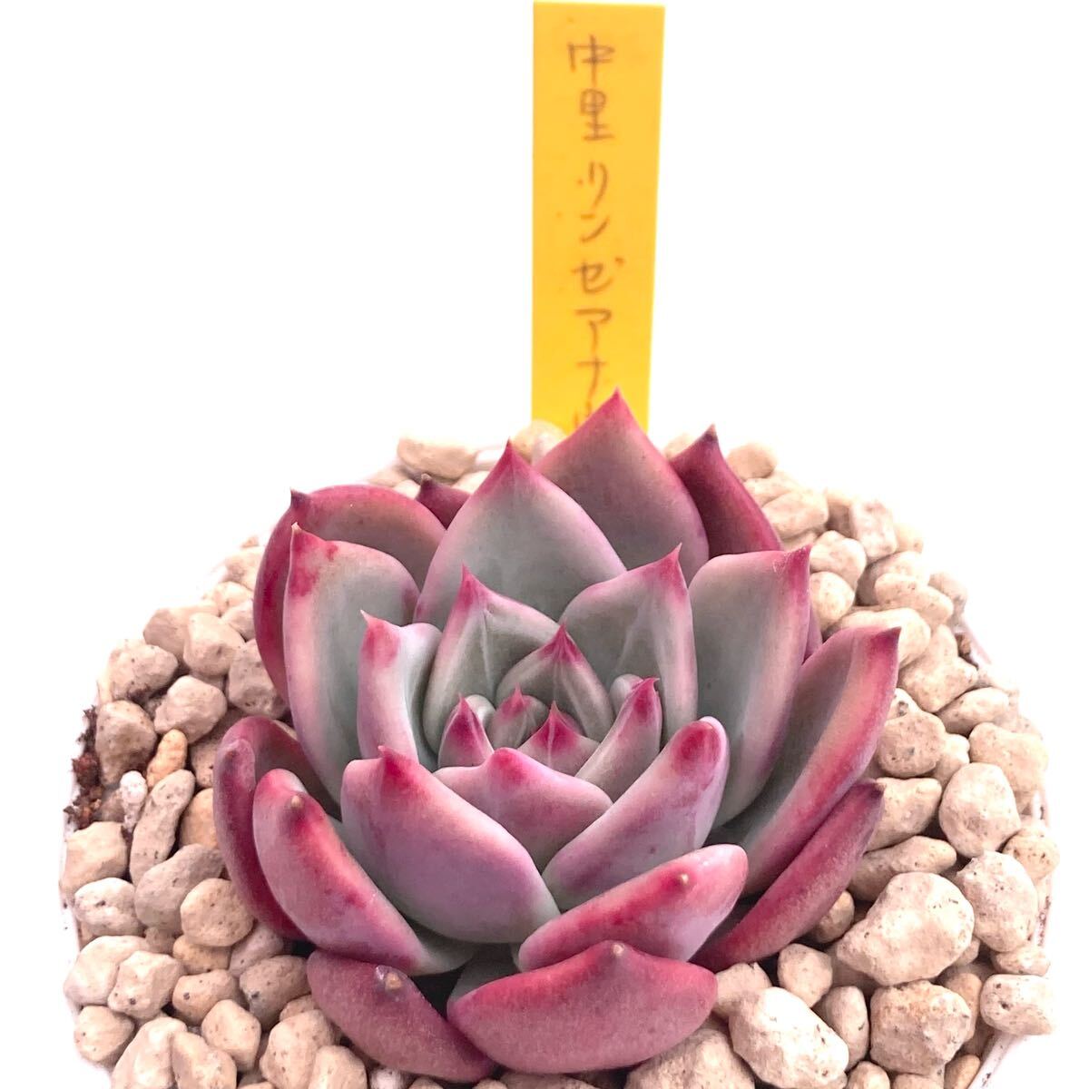 極上苗】中里リンゼアナ 多肉植物 エケベリア 自家繁殖苗 極上苗】中里リンゼアナ 多肉植物 エケベリア 自家繁殖苗