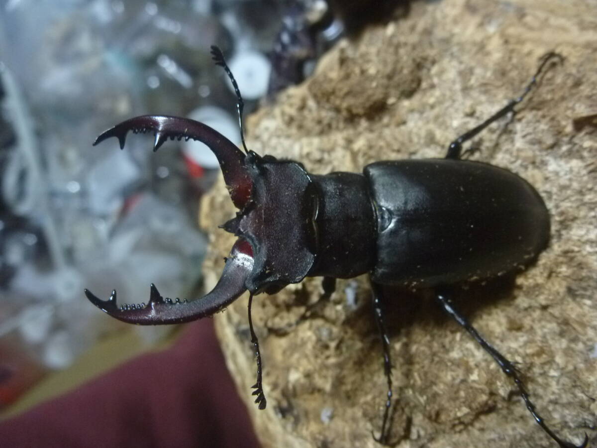 ユダイクスミヤマクワガタ(トルコ産)♂70mm♂66mm♀48mm ユダイクスミヤマクワガタ(トルコ産)♂70mm♂66mm♀48mm
