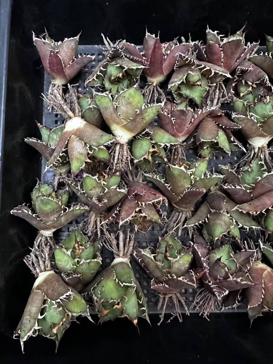 A33多肉植物アガベ チタノタ 凱撒 SUPER CAESAR' シーザー 強棘 A33多肉植物アガベ チタノタ 凱撒 SUPER CAESAR' シーザー 強棘