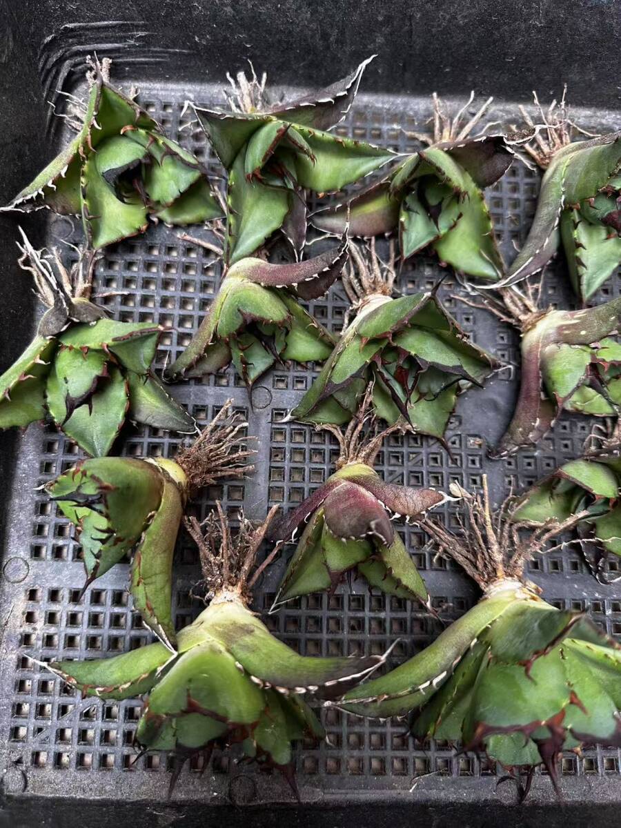 R32多肉植物 アガベ チタノタ AGAVE TITANOTA 'HADES'ハデス R32多肉植物 アガベ チタノタ AGAVE TITANOTA 'HADES'ハデス