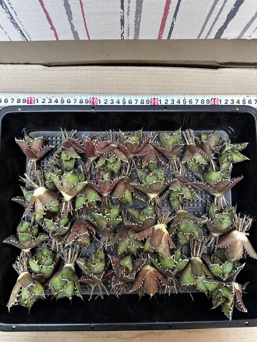 R35多肉植物 アガベ チタノタ 凱撒 SUPER CAESAR' シーザー 強棘 R35多肉植物 アガベ チタノタ 凱撒 SUPER CAESAR' シーザー 強棘
