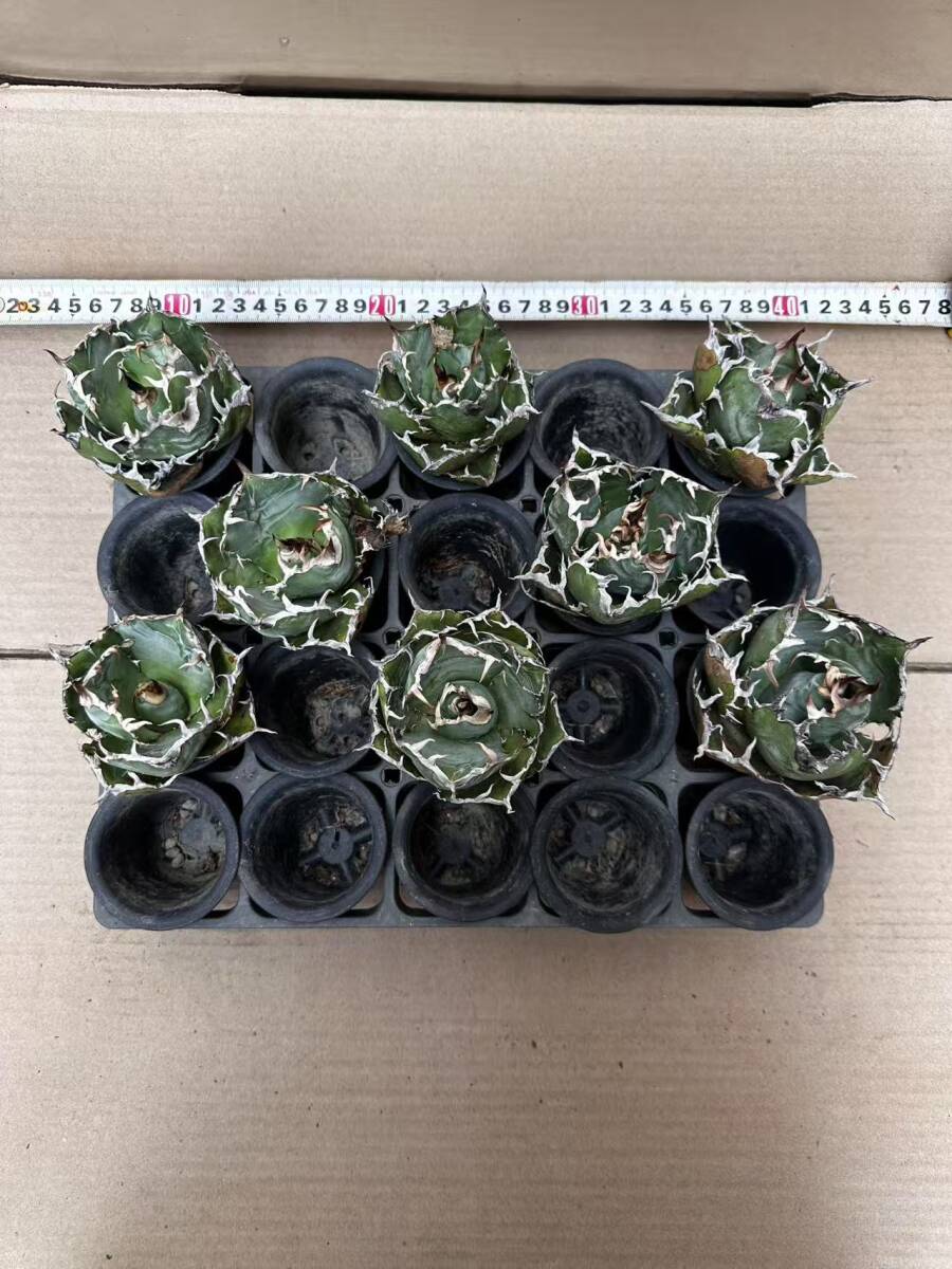 M29葉に傷あ多肉植物 アガベ チタノタ 白鯨 大甲蓋 球形包葉形 M29葉に傷あ多肉植物 アガベ チタノタ 白鯨 大甲蓋 球形包葉形