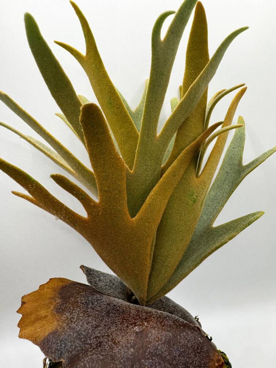 P. willinckii 'OMG' × P. willinckii 'Nano' #014 ビカクシダ P. willinckii 'OMG' × P. willinckii 'Nano' #014 ビカクシダ