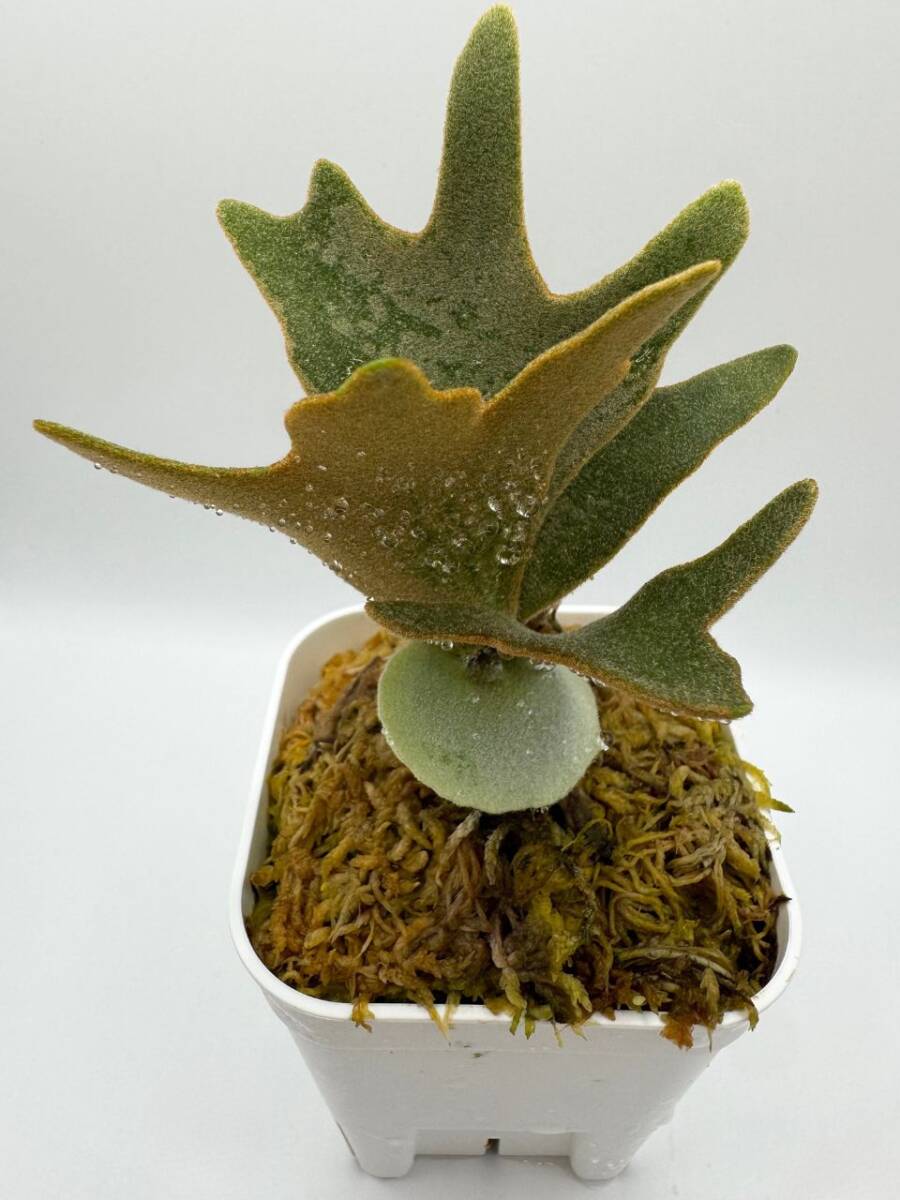 P.willinckii 'Nano' 胞子培養株#35 ビカクシダ スーパー P.willinckii 'Nano' 胞子培養株#35 ビカクシダ スーパー