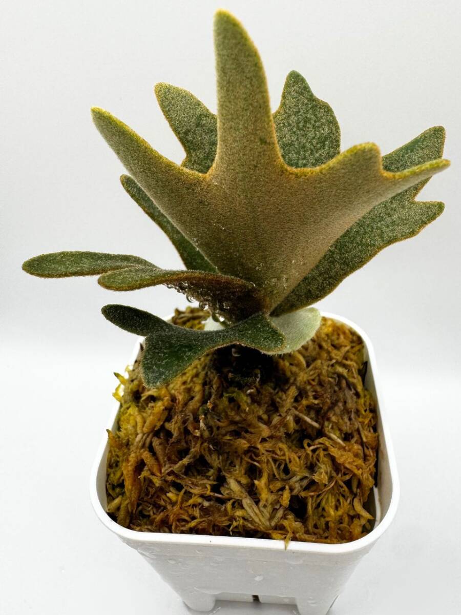 P.willinckii 'Nano' 胞子培養株#35 ビカクシダ スーパー P.willinckii 'Nano' 胞子培養株#35 ビカクシダ スーパー