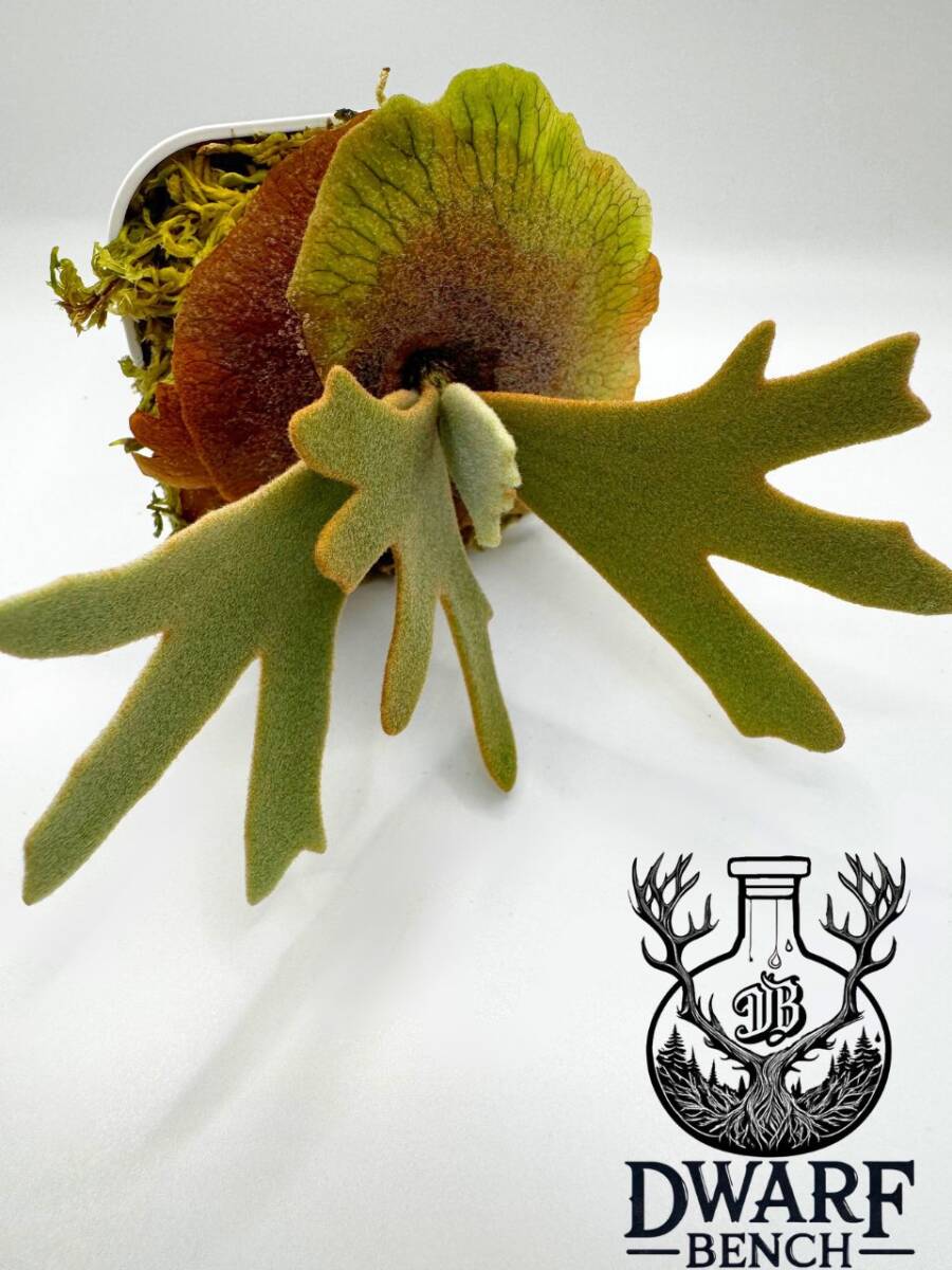 P. willinckii 'OMG' × P. willinckii 'Nano' #19 ビカクシダ P. willinckii 'OMG' × P. willinckii 'Nano' #19 ビカクシダ