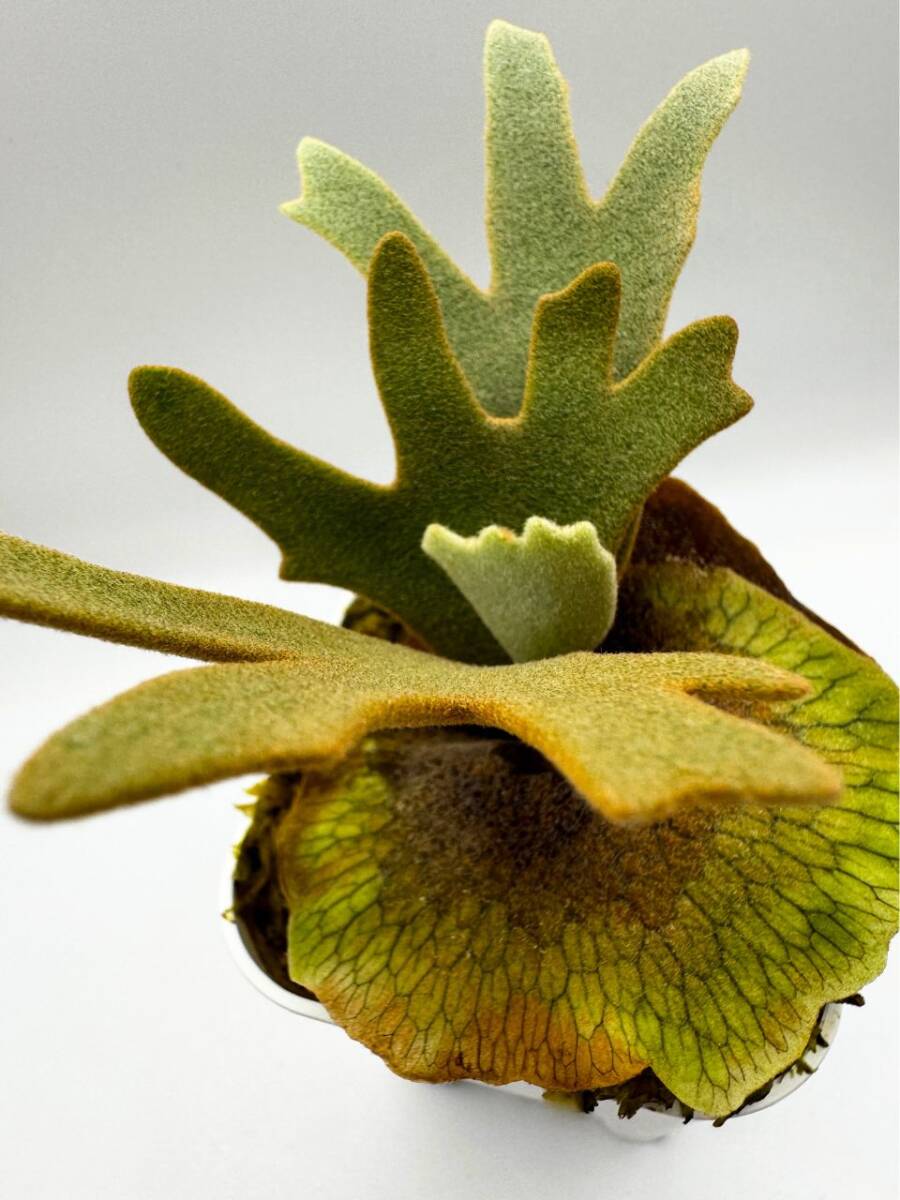 P. willinckii 'OMG' × P. willinckii 'Nano' #19 ビカクシダ P. willinckii 'OMG' × P. willinckii 'Nano' #19 ビカクシダ