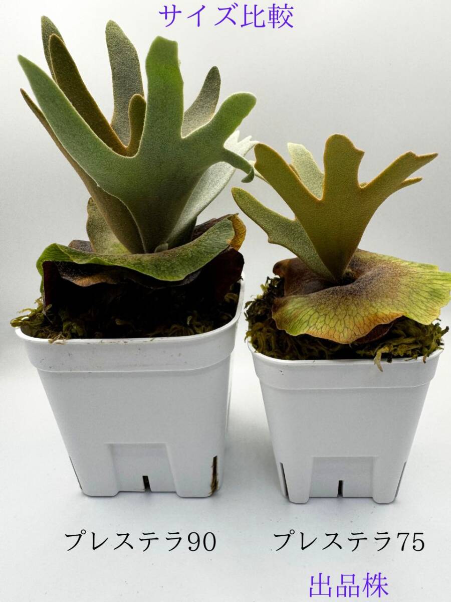 P. willinckii 'OMG' × P. willinckii 'Nano' #19 ビカクシダ P. willinckii 'OMG' × P. willinckii 'Nano' #19 ビカクシダ