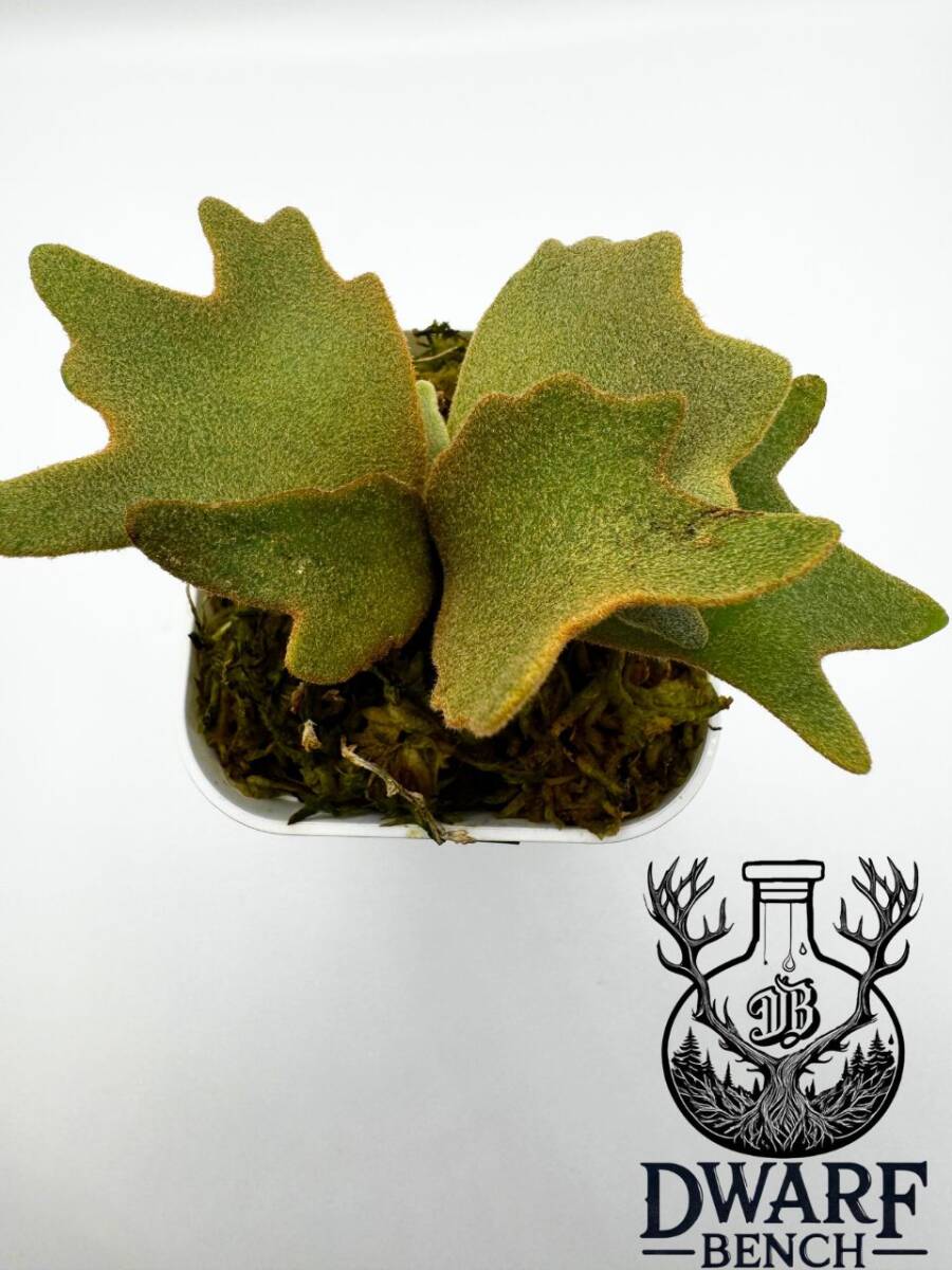 P.willinckii 'Nano' 胞子培養株#45 ビカクシダ スーパー P.willinckii 'Nano' 胞子培養株#45 ビカクシダ スーパー