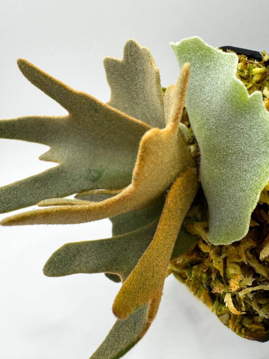P. willinckii 'OMG' × P. willinckii 'Nano' #21 ビカクシダ P. willinckii 'OMG' × P. willinckii 'Nano' #21 ビカクシダ