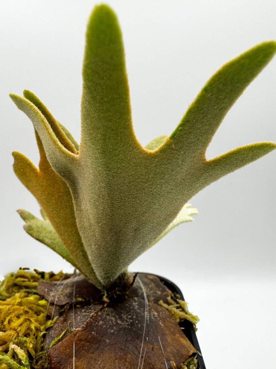 P. willinckii 'OMG' × P. willinckii 'Nano' #22 ビカクシダ P. willinckii 'OMG' × P. willinckii 'Nano' #22 ビカクシダ