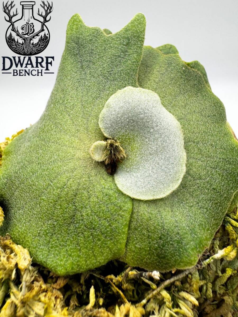 P.willinckii 'Nano' 胞子培養株#21 ビカクシダ ウィリンキー P.willinckii 'Nano' 胞子培養株#21 ビカクシダ ウィリンキー