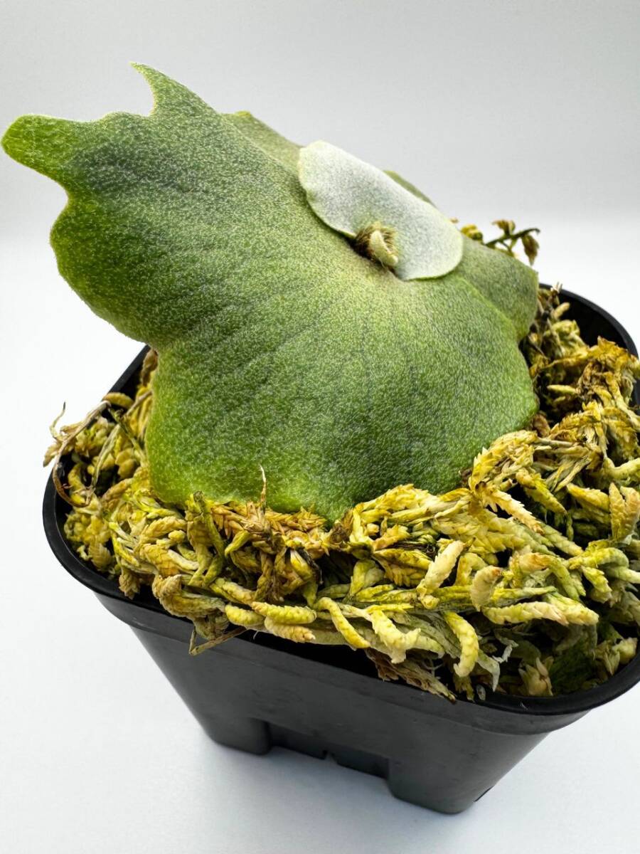 P.willinckii 'Nano' 胞子培養株#21 ビカクシダ ウィリンキー P.willinckii 'Nano' 胞子培養株#21 ビカクシダ ウィリンキー