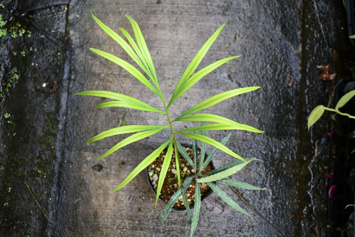 250454☆AO☆珍ソテツ 中国産 デバオエンシス Cycas debaoensis 250454☆AO☆珍ソテツ 中国産 デバオエンシス Cycas debaoensis