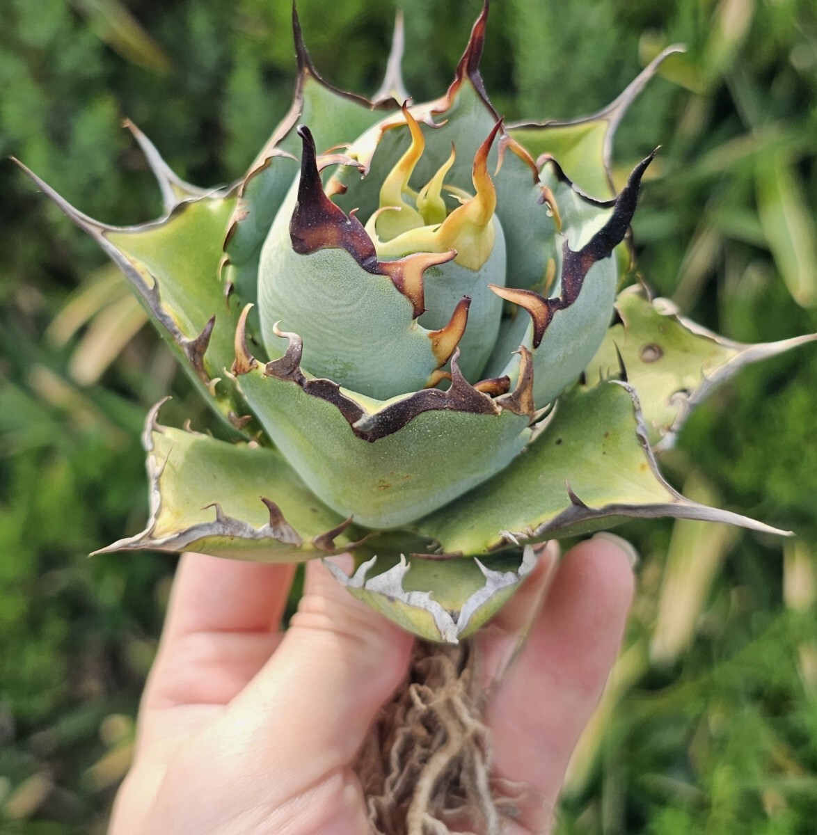 うねり 検(agave FO 076 チタノータ アガベ 白鯨 吉祥天 パリー うねり 検(agave FO 076 チタノータ アガベ 白鯨 吉祥天 パリー