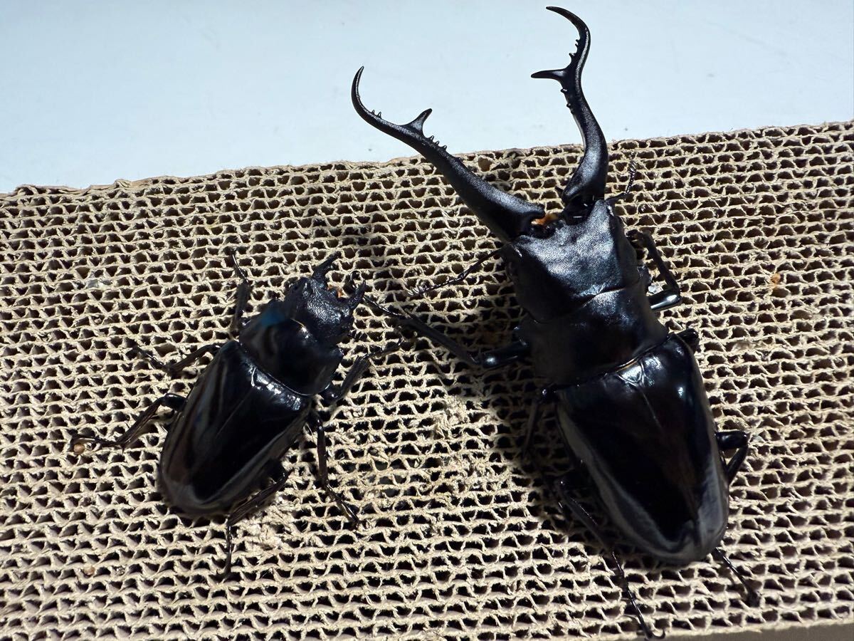 ギラファノコギリクワガタ 亜種ダイスケ ♂109ミリ ♀54ミリ ギラファノコギリクワガタ 亜種ダイスケ ♂109ミリ ♀54ミリ