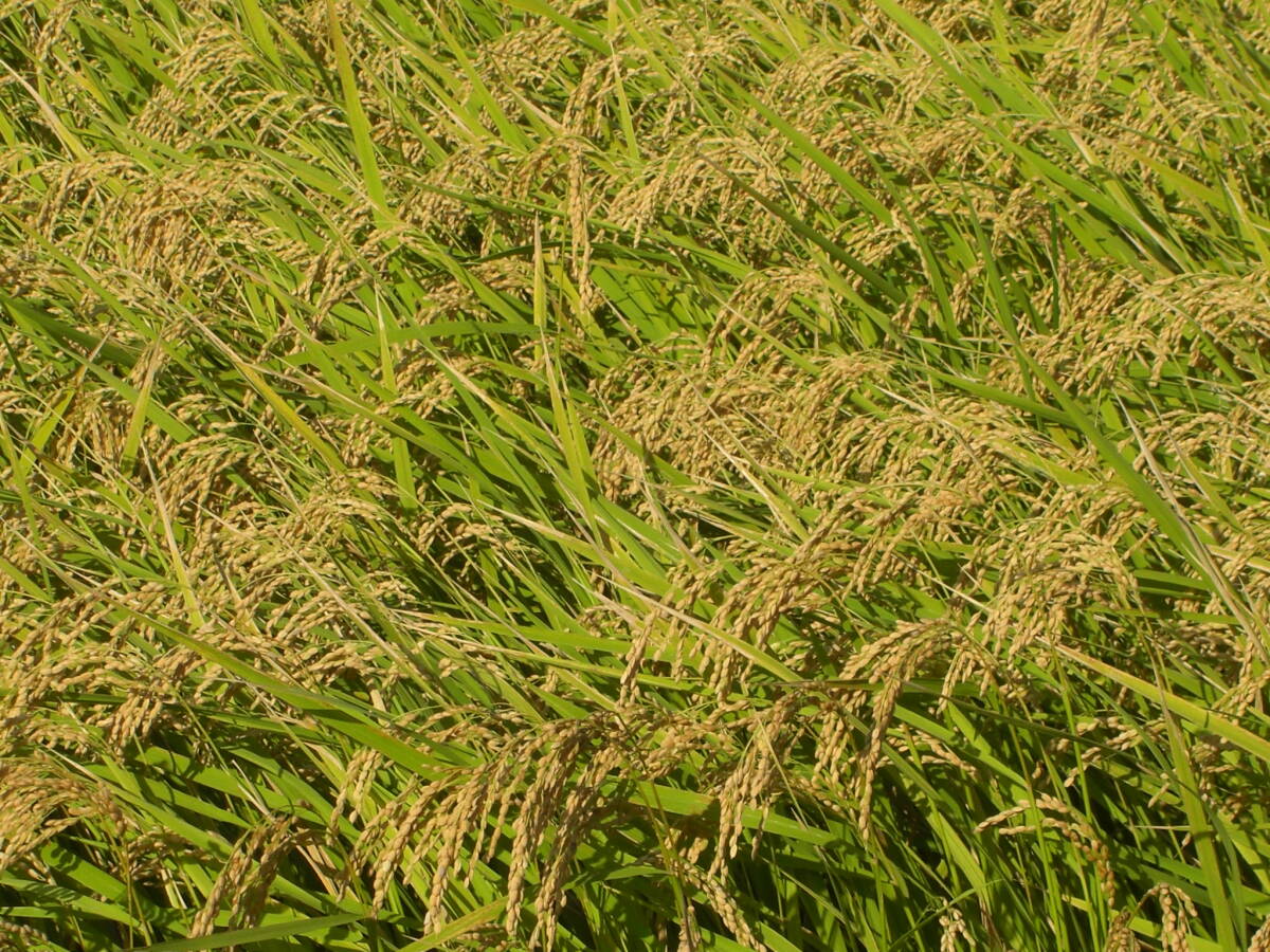 産地直送 令和6年茨城常総産コシヒカリ白米20kg (10kg袋×2個 産地直送 令和6年茨城常総産コシヒカリ白米20kg (10kg袋×2個
