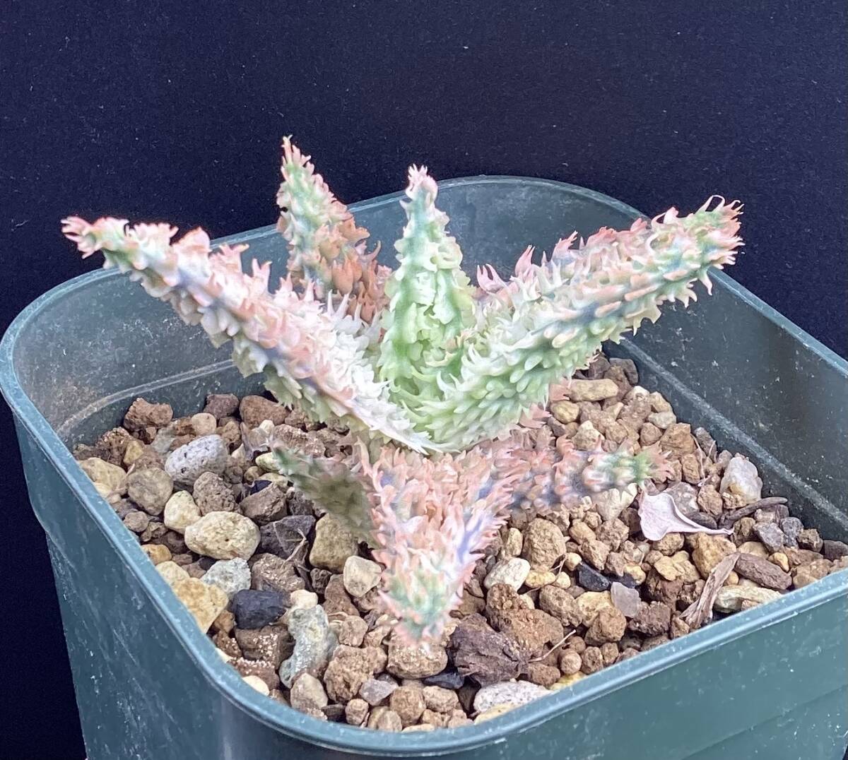 アロエ ハイブリッド テンプラ Aloe hybrid Tempura(観葉植物 アロエ ハイブリッド テンプラ Aloe hybrid Tempura(観葉植物