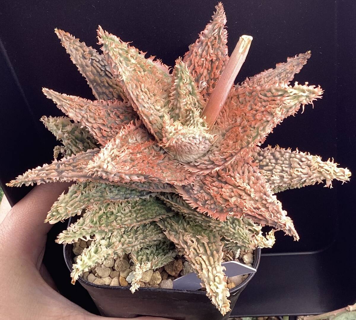 アロエ ハイブリッド テンプラ Aloe hybrid Tempura(観葉植物 アロエ ハイブリッド テンプラ Aloe hybrid Tempura(観葉植物