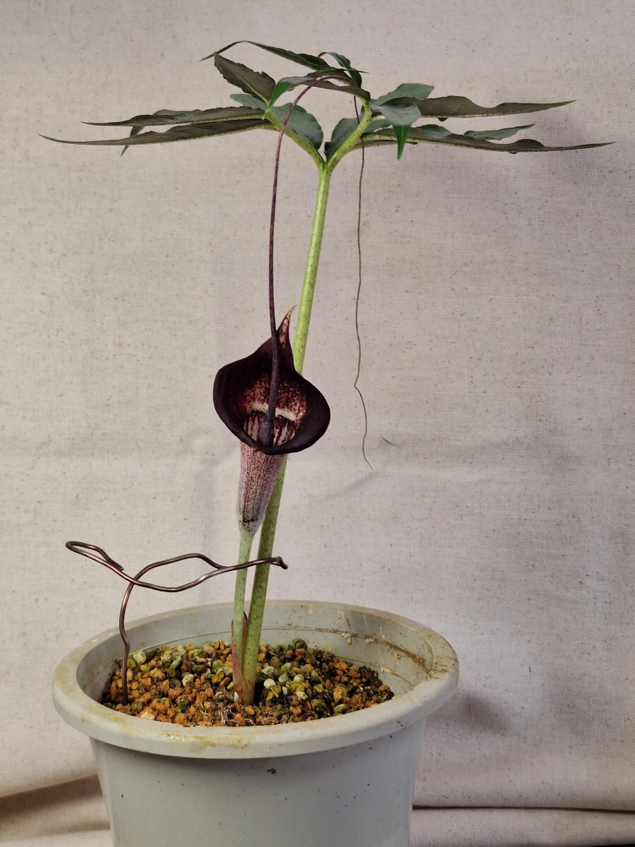 item_image_2