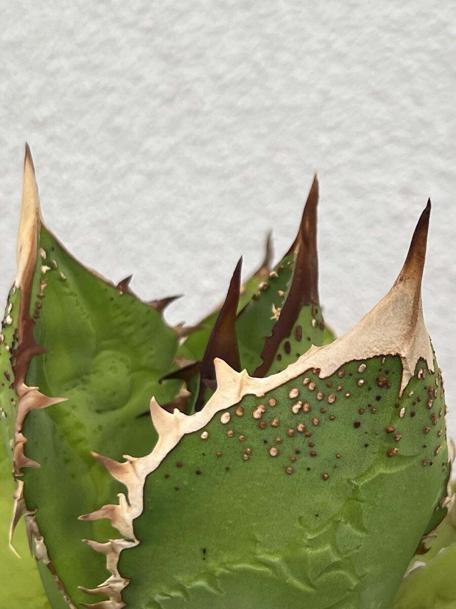 ☆チタノタ☆裏棘☆表棘ブツブツ親株☆30cm☆大株☆スタッズ ☆チタノタ☆裏棘☆表棘ブツブツ親株☆30cm☆大株☆スタッズ