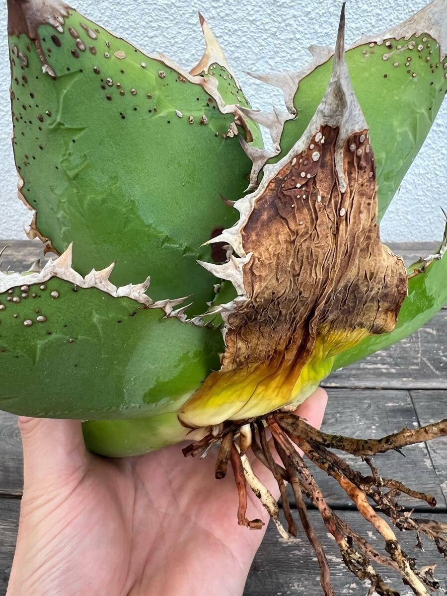 ☆チタノタ☆裏棘☆表棘ブツブツ親株☆30cm☆大株☆スタッズ ☆チタノタ☆裏棘☆表棘ブツブツ親株☆30cm☆大株☆スタッズ