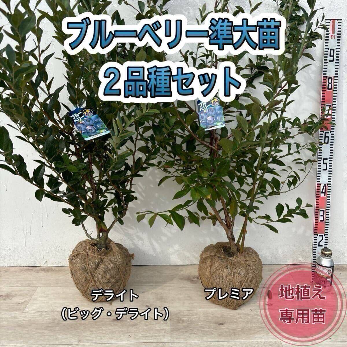 ブルーベリー苗 デライト&プレミア 準大苗セット ラビットアイ ブルーベリー苗 デライト&プレミア 準大苗セット ラビットアイ