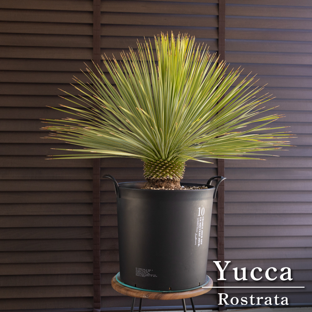 国産 ユッカ ロストラータ Rostrata 10号 細葉タイプ 庭木 観葉 国産 ユッカ ロストラータ Rostrata 10号 細葉タイプ 庭木 観葉