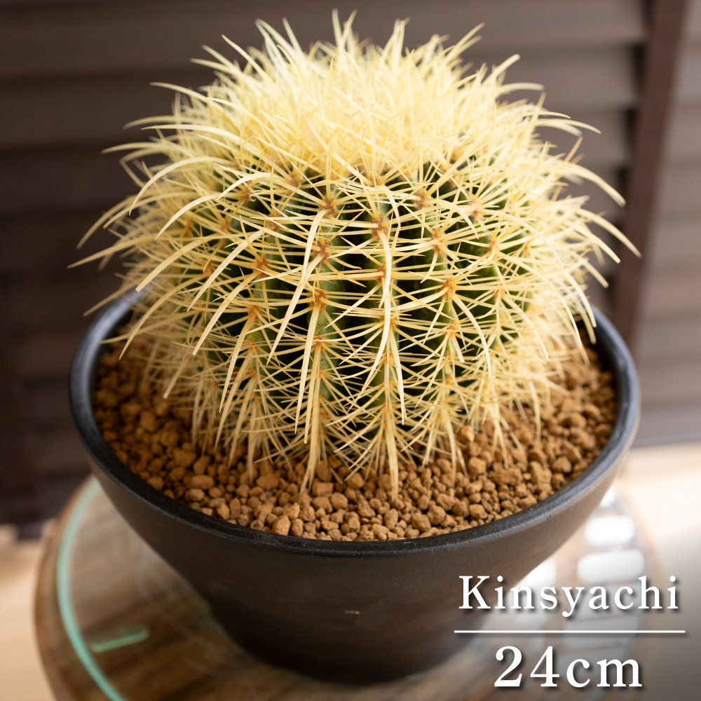 発根済】24cm 金鯱 サボテン 8号 ドライガーデン 金シャチ 発根済】24cm 金鯱 サボテン 8号 ドライガーデン 金シャチ