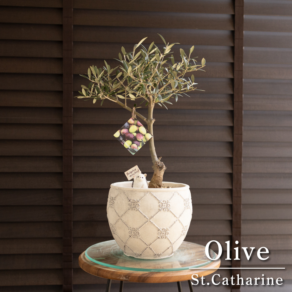 創樹 オリーブ Olive セントキャサリン 6号 陶器鉢 盆栽 SOUJU 創樹 オリーブ Olive セントキャサリン 6号 陶器鉢 盆栽 SOUJU