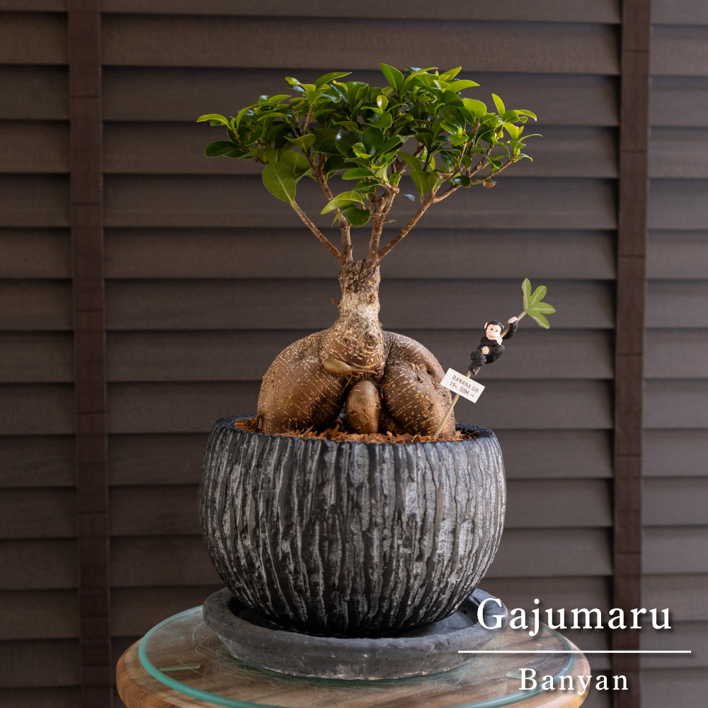 ガジュマルの木 7号 陶器鉢 観葉植物 接ぎ木 ガジュマル ピック ガジュマルの木 7号 陶器鉢 観葉植物 接ぎ木 ガジュマル ピック