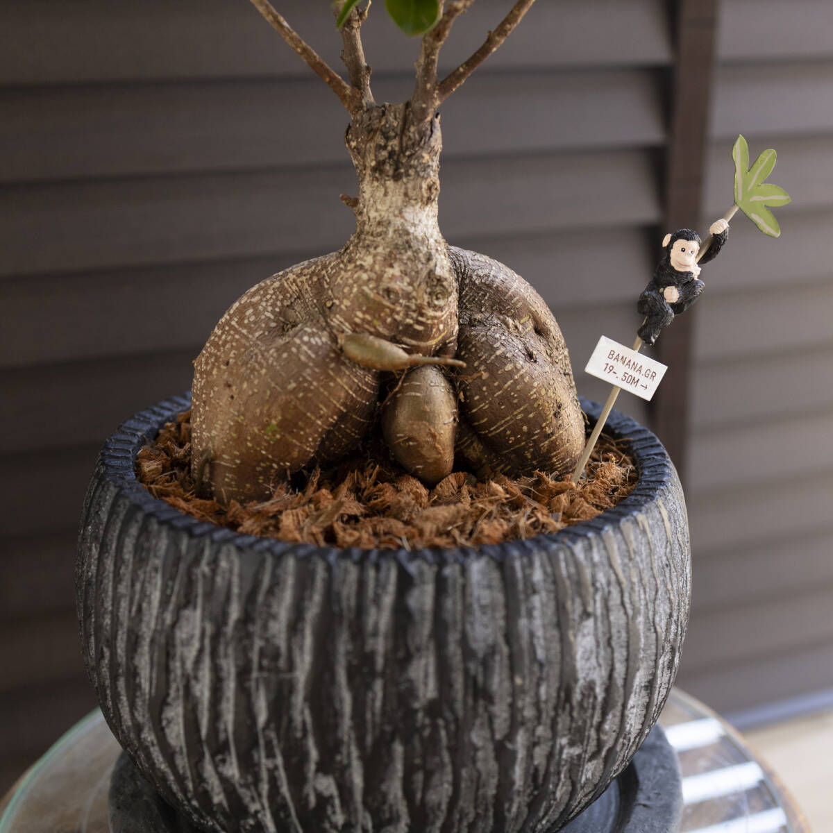 ガジュマルの木 7号 陶器鉢 観葉植物 接ぎ木 ガジュマル ピック ガジュマルの木 7号 陶器鉢 観葉植物 接ぎ木 ガジュマル ピック