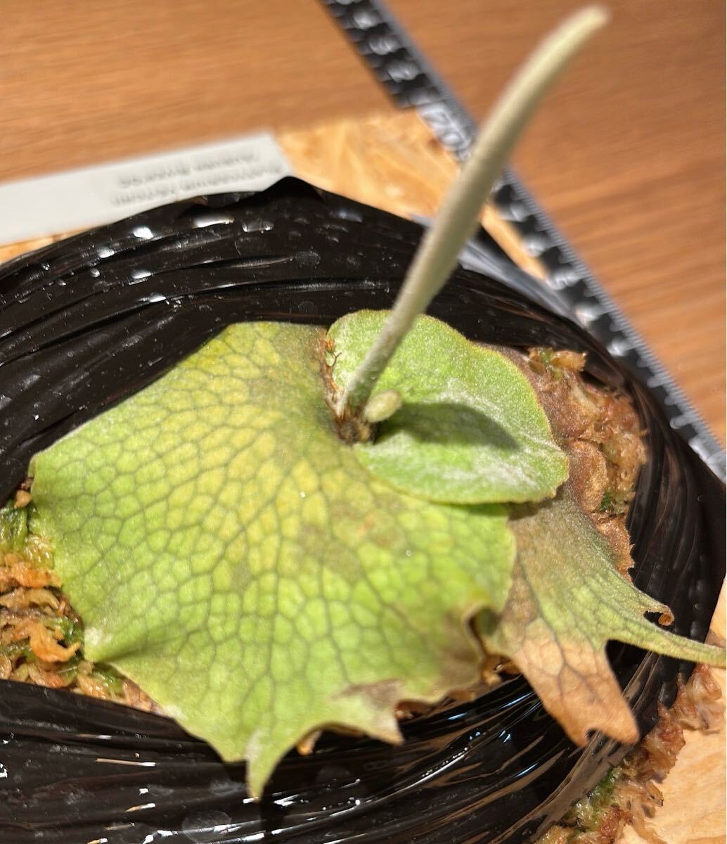 P.veitchii 'Auburn river' OCビカクシダアーバンリバー P.veitchii 'Auburn river' OCビカクシダアーバンリバー