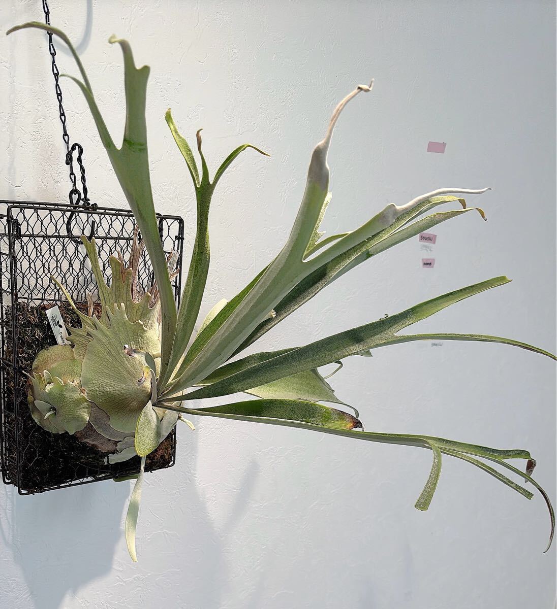 P.veitchii 'Auburn river' OCビカクシダアーバンリバー P.veitchii 'Auburn river' OCビカクシダアーバンリバー