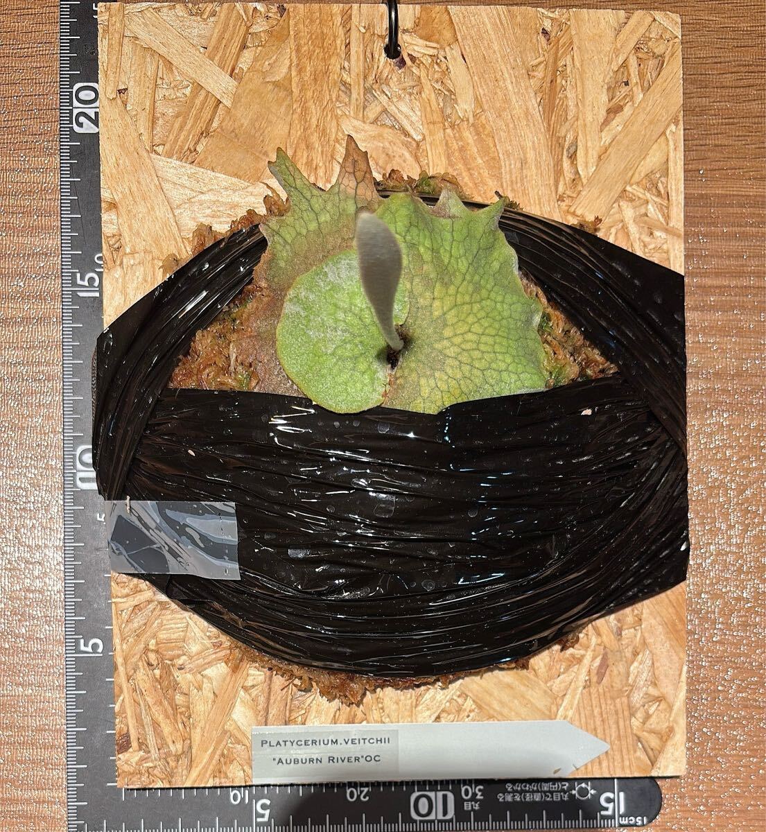 P.veitchii 'Auburn river' OCビカクシダアーバンリバー P.veitchii 'Auburn river' OCビカクシダアーバンリバー